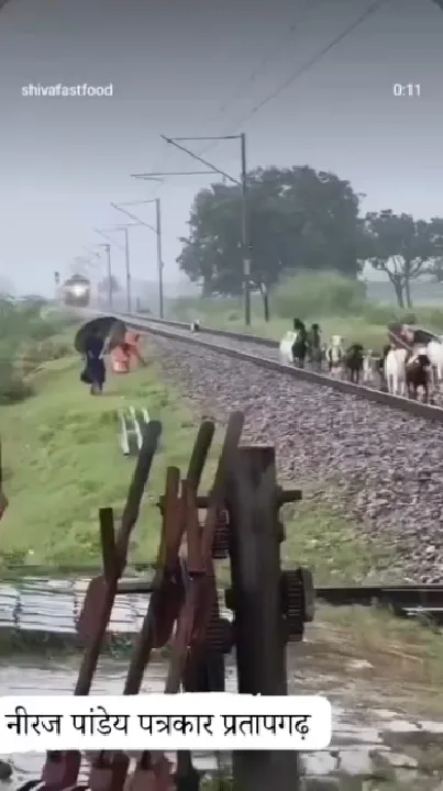प्रतापगढ़ में ट्रेन की चपेट में आईं बकरियां, कई की मौत