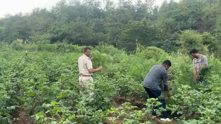 कपास की आड़ में उगाई जा रही थी गांजे की फसल, पुलिस ने जब्त किए 2505 पौधे