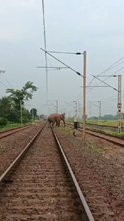 रेलवे ट्रैक पर पहुंचा दंतैल हाथी, 45 मिनट तक रुका ट्रेनों का परिचालन