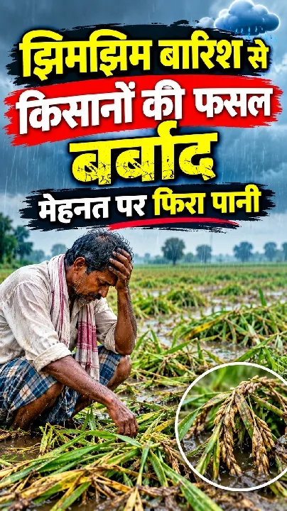 झिमझिम बारिश ने किसानों की फसलें बर्बाद की, मेहनत पर फिरा पानी