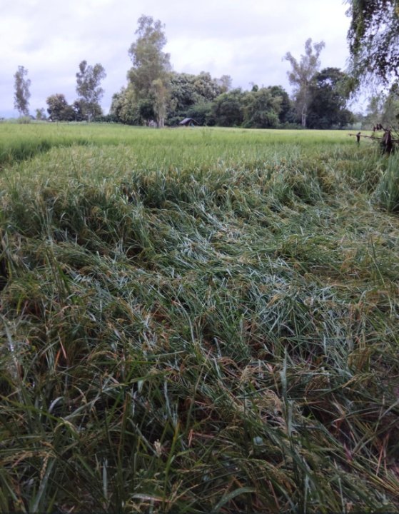 मरवटिया गांव के खतरनाक मोड़ पर झाड़ियों ने बढ़ाया हादसों का खतरा