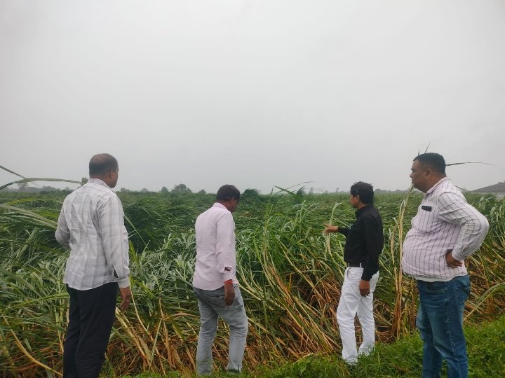 बारिश और हवा से गन्ना फसलों को भारी नुकसान, चीनी मिल ने किया निरीक्षण